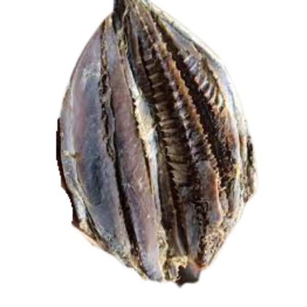 bala karawala -බල කරවල – 250g